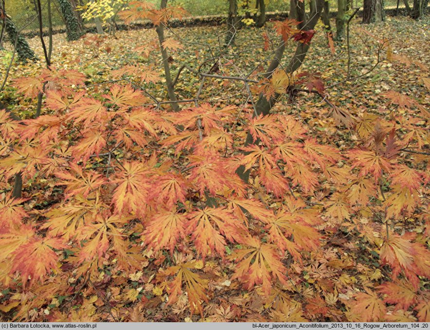 Acer japonicum Aconitifolium