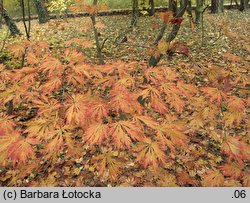 Acer japonicum Aconitifolium