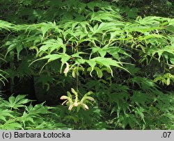 Acer palmatum (klon palmowy)