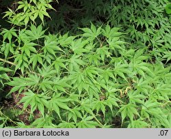 Acer palmatum (klon palmowy)