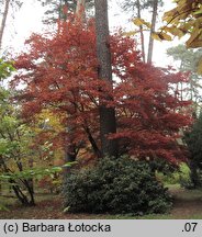 Acer palmatum (klon palmowy)