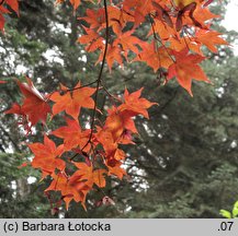 Acer palmatum (klon palmowy)