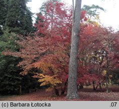 Acer palmatum (klon palmowy)