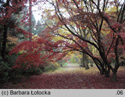 Acer palmatum (klon palmowy)