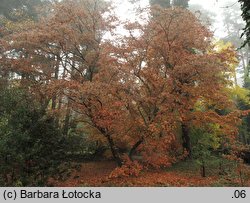 Acer palmatum (klon palmowy)