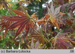 Acer palmatum Atropurpureum