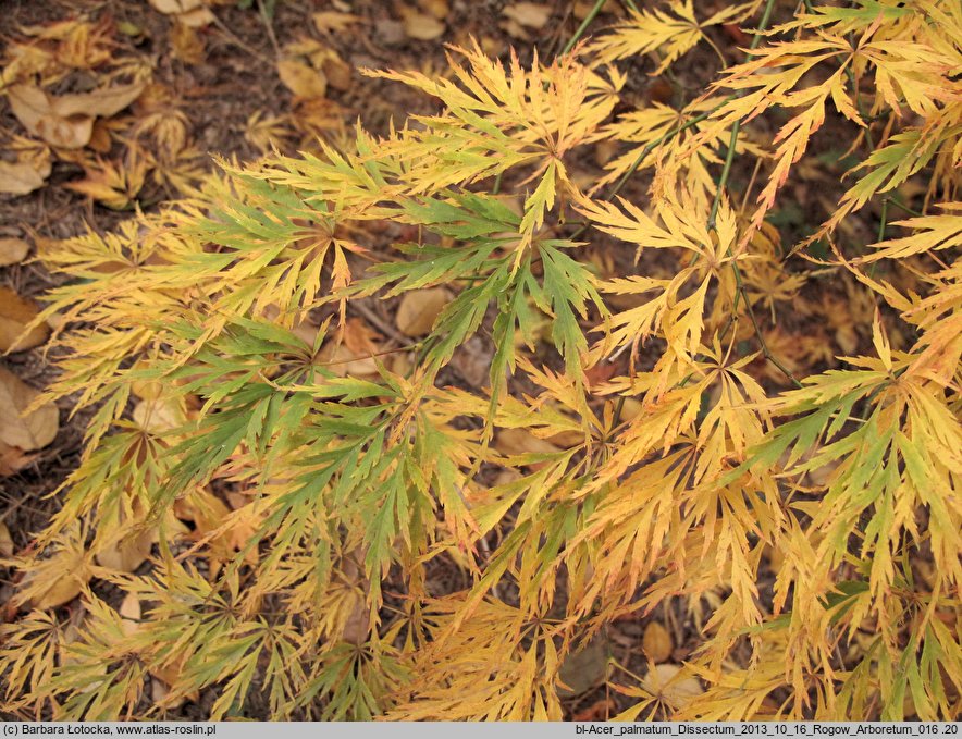 Acer palmatum Dissectum