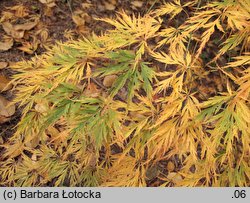 Acer palmatum Dissectum