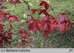 Acer pauciflorum