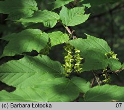 Acer pensylvanicum (klon pensylwański)