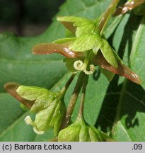 Acer pensylvanicum (klon pensylwański)