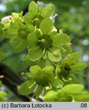 Acer pensylvanicum (klon pensylwański)