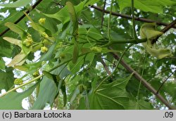 Acer platanoides (klon pospolity)