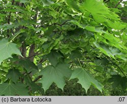 Acer platanoides (klon pospolity)