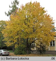 Acer platanoides (klon pospolity)