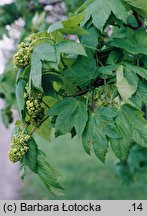 Acer pseudoplatanus (klon jawor)