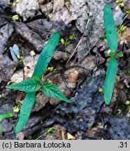 Acer pseudoplatanus (klon jawor)