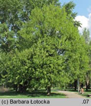 Acer pseudoplatanus (klon jawor)