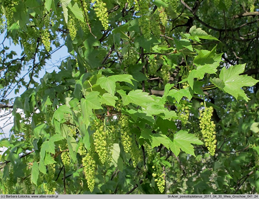 Acer pseudoplatanus (klon jawor)