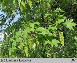 Acer pseudoplatanus (klon jawor)