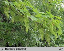 Acer pseudoplatanus (klon jawor)