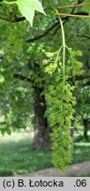 Acer pseudoplatanus (klon jawor)