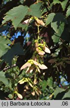 Acer pseudoplatanus (klon jawor)