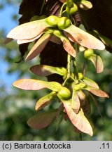 Acer pseudoplatanus (klon jawor)