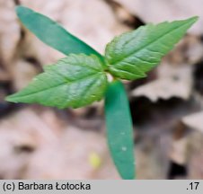 Acer pseudoplatanus (klon jawor)