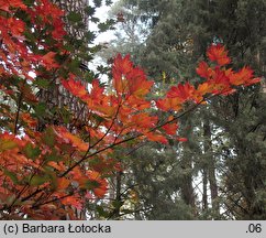 Acer pseudosieboldianum (klon ussuryjski)