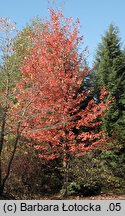 Acer rubrum (klon czerwony)