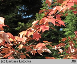 Acer rubrum (klon czerwony)