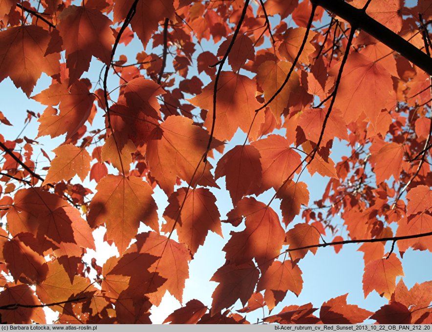 Acer rubrum (klon czerwony)