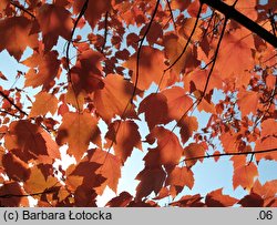 Acer rubrum (klon czerwony)