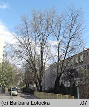 Acer saccharinum (klon srebrzysty)