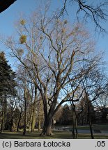 Acer saccharinum (klon srebrzysty)