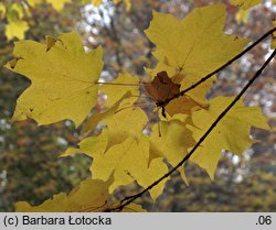 Acer saccharum (klon cukrowy)