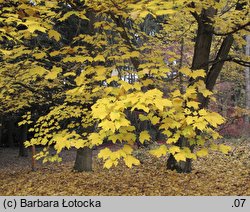 Acer saccharum (klon cukrowy)