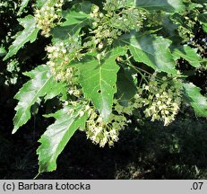 Acer tataricum (klon tatarski)