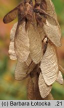 Acer tataricum (klon tatarski)