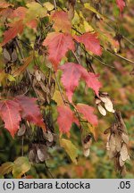 Acer tataricum (klon tatarski)