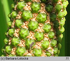 Acorus calamus (tatarak zwyczajny)