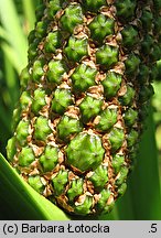 Acorus calamus (tatarak zwyczajny)