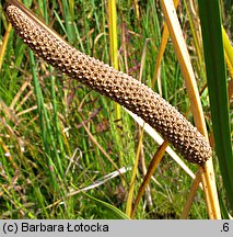 Acorus calamus (tatarak zwyczajny)