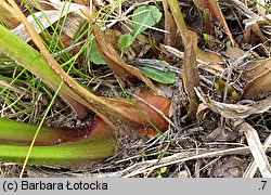 Acorus calamus (tatarak zwyczajny)