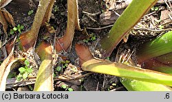 Acorus calamus (tatarak zwyczajny)