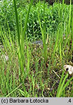 Acorus calamus (tatarak zwyczajny)