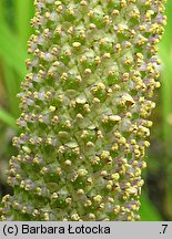 Acorus calamus (tatarak zwyczajny)