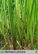 Acorus calamus (tatarak zwyczajny)