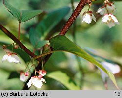 Actinidia kolomikta (aktinidia pstrolistna)